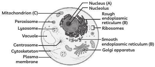 Answer image
