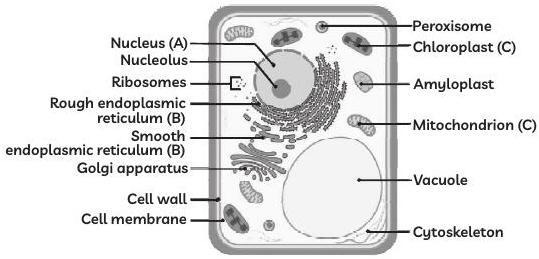 Answer image