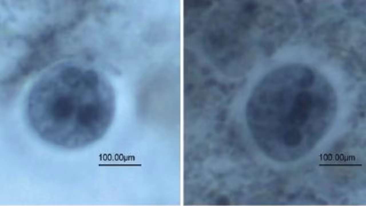 HT Article Cover Image-2 (4).png [apng-to-avif output image]
