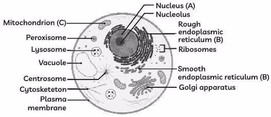 Answer image