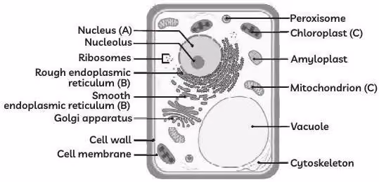 Answer image
